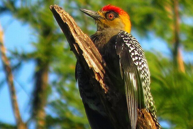 Colima Volcano Birdwatching Tour - Frequently Asked Questions