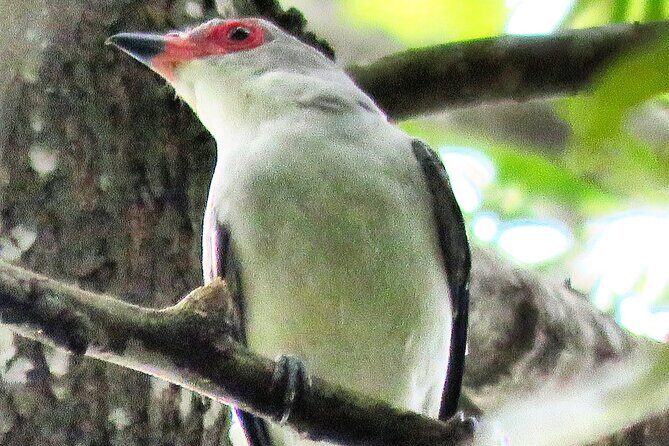 Colima Volcano Birdwatching Tour - Final Thoughts