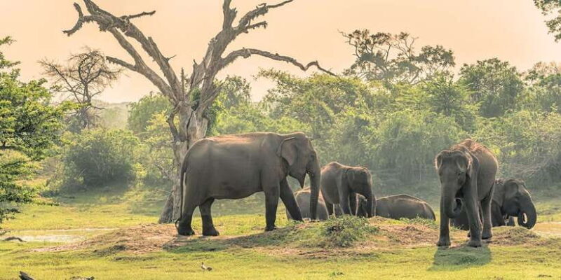 Colombo: 2-Day Cultural Highlights & Heritage Sites Tour - FAQs