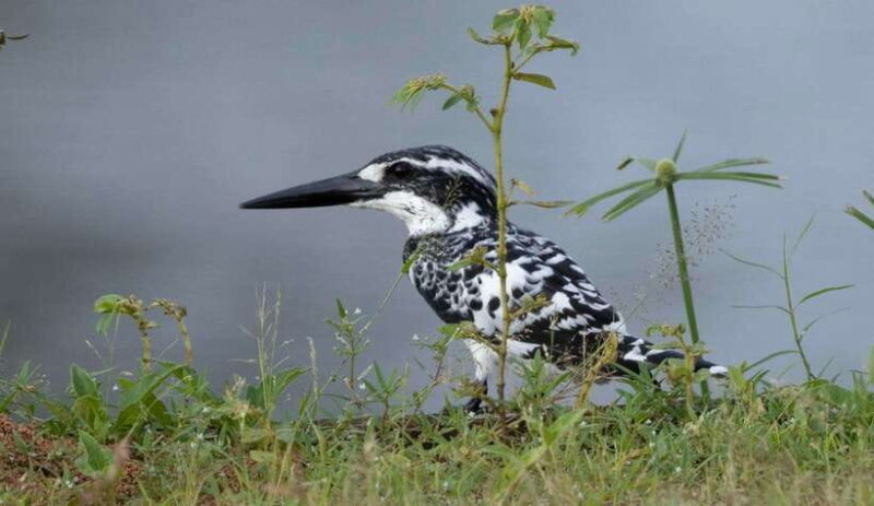 Colombo: Bird watching around Colombo-Guided Tour - 06 hours - Key Points