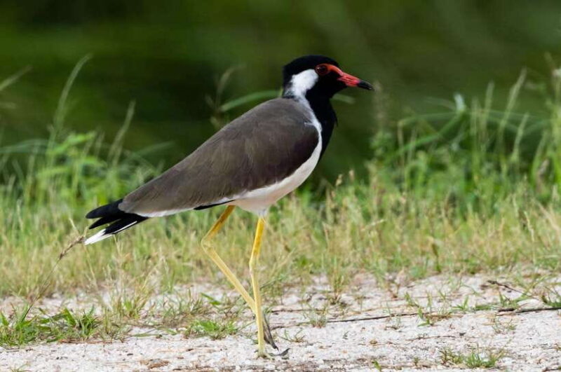 Colombo: Bird watching around Colombo-Guided Tour - 06 hours - An In-Depth Look at the Colombo Bird-Watching Tour
