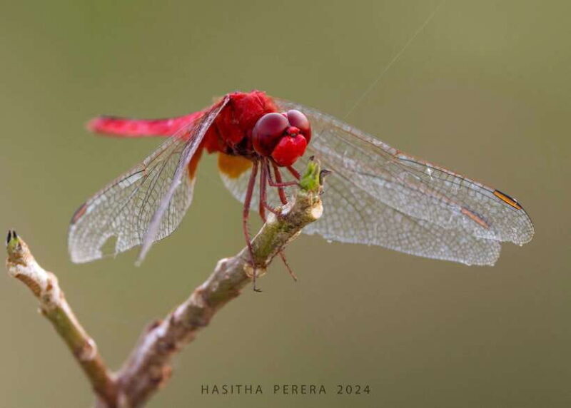 Colombo: Bird watching around Colombo-Guided Tour - 06 hours - Frequently Asked Questions