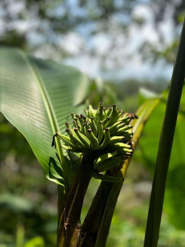 Colombo/Cmb/ Sinharaja Rainforest Day Trip with Lunch - Key Points