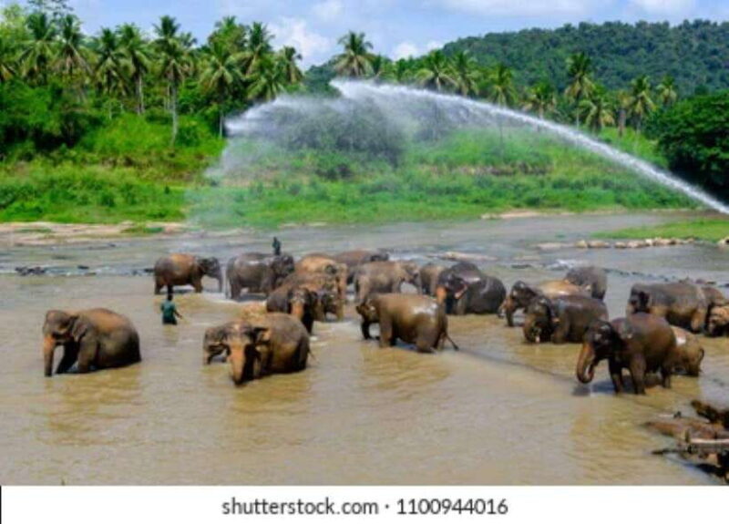 Colombo: Kandy and Pinnawala full day trip - The Experience: Pros and Cons