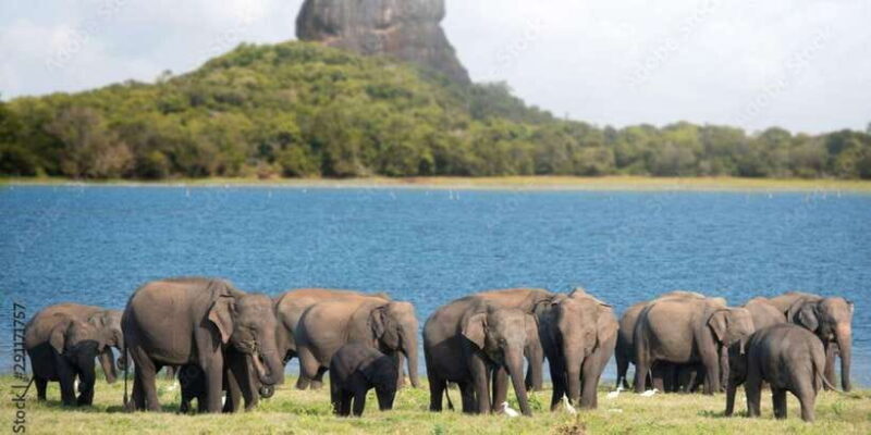 Colombo/Negombo: Sigiriya, Dambulla Cave, & Safari Day Tour - Who Should Consider This Tour?