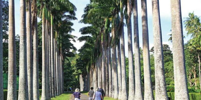 Colombo: Pinnawala Orphanage, Kandy Temple of Tooth day trip - An In-Depth Look at the Tour Experience