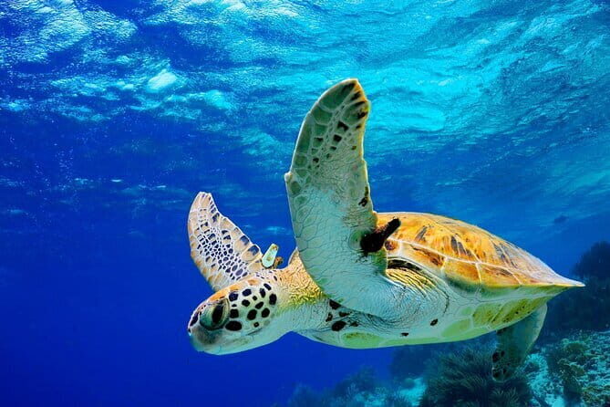 Colombo to Galle All Inclusive Private Day Tour - Key Points