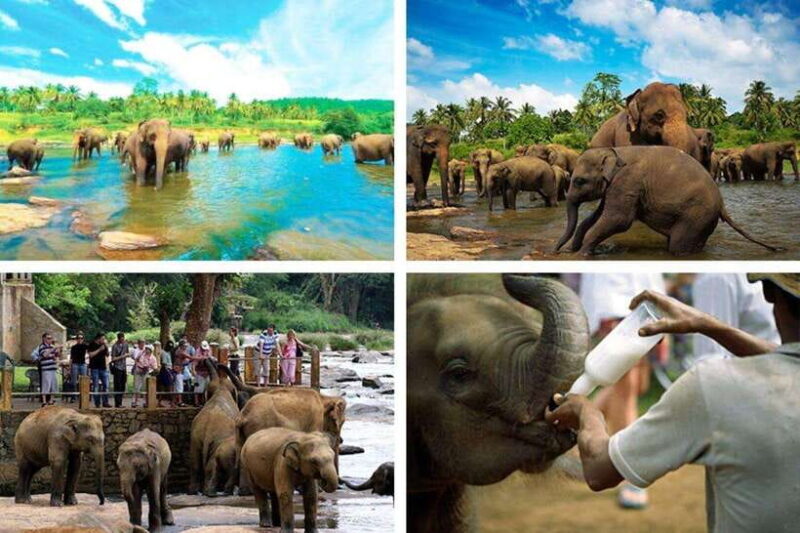 Colombo to Kandy, Pinnawela and Tea Factory Day Tour - The Sum Up