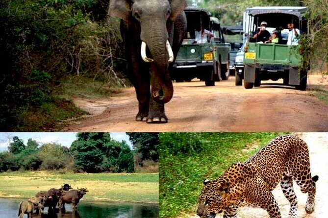 Colombo to Kandy,Ella & Yala 3 Day Tour - Exploring the Itinerary in Detail