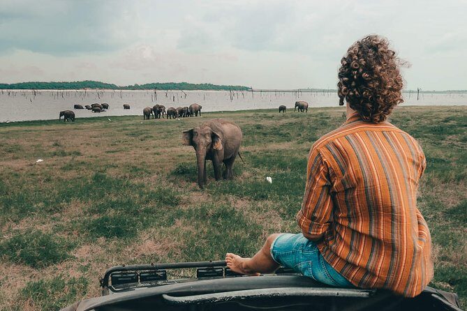 Colombo to Trincomalee Shuttle & Safari Drive - Transport, Timing, and Value