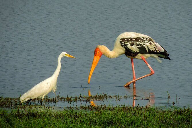 Colombo to Trincomalee Shuttle & Safari Drive - Who Should Consider This Tour?