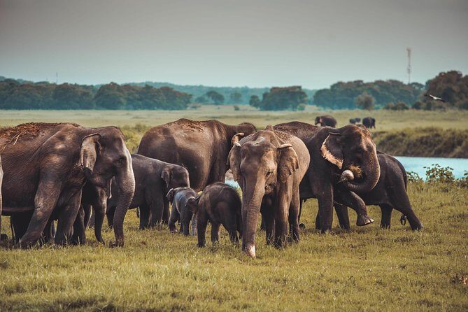 Colombo to Trincomalee Shuttle & Safari Drive - FAQ