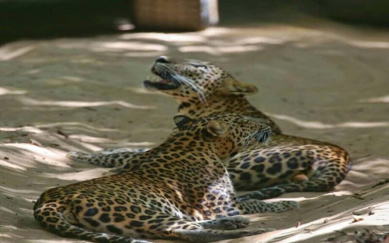 Colombo:Anuradhapura & Wilpattu Safari All Inclusive Tour - Who Will Love This Tour?
