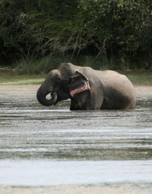 Colombo:Anuradhapura & Wilpattu Safari All Inclusive Tour - FAQ