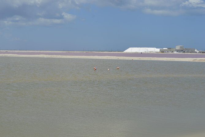Coloradas Bioexperiences - A Complete Look at Coloradas Bioexperiences: A Birdwatching and Nature Tour from Cancun