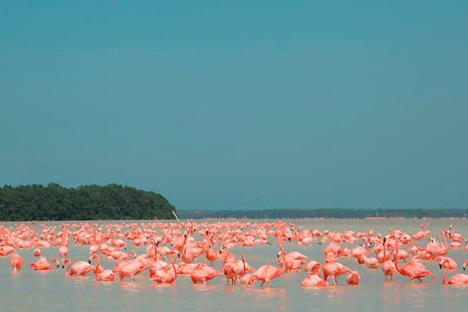 Coloradas, Ria Lagartos Boat Trip & One Natural Beach from Merida - What Travelers Say: Authentic Experiences and Stunning Views