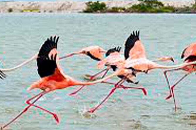 Coloradas, Ria Lagartos Boat Trip & One Natural Beach from Merida - The Sum Up