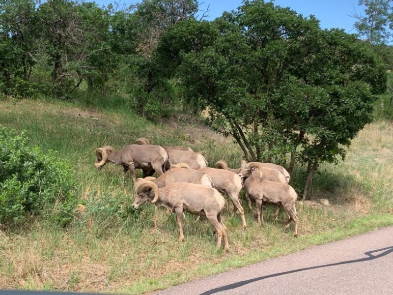 Colorado Springs: Garden of the Gods Luxury Jeep Tour - The Sum Up