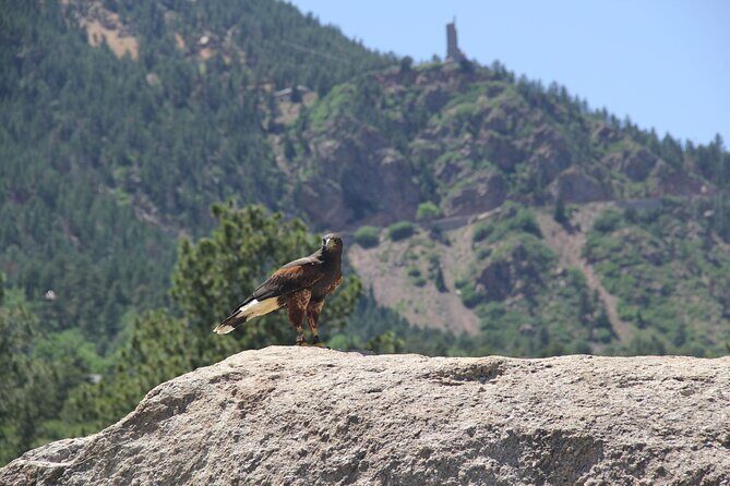 Colorado Springs Hands-On Falconry Class and Demonstration - The Meeting Point and Logistics