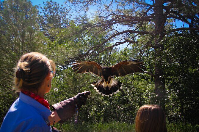 Colorado Springs Hands-On Falconry Class and Demonstration - The Birds of Prey: What You’ll See