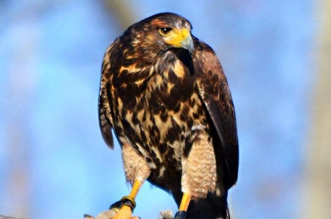 Colorado Springs Hands-On Falconry Class and Demonstration - The Experience’s Value