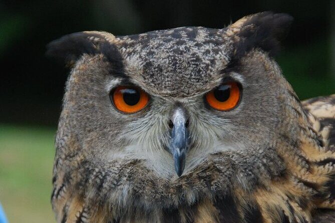 Colorado Springs Hands-On Falconry Class and Demonstration - Group Size and Atmosphere