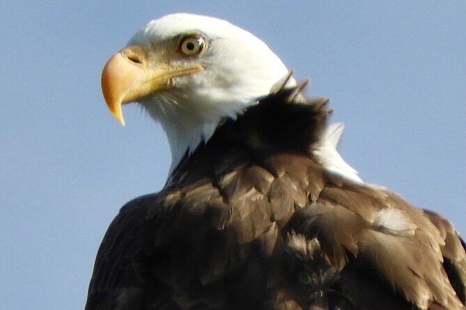 Colorado's Birds of Prey Full-Day with Lunch - Key Points
