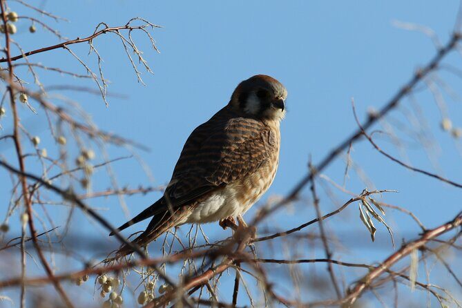 Colorado's Birds of Prey Full-Day with Lunch - The Sum Up