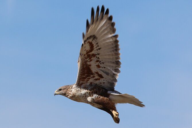 Colorado's Birds of Prey Full-Day with Lunch - FAQ