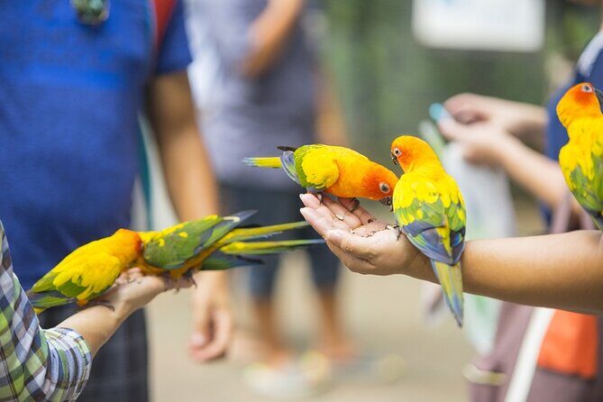 Colorful Species Of Birds - Key Points