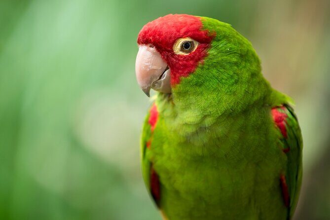 Colorful Species Of Birds - An In-Depth Look at the Tour Experience