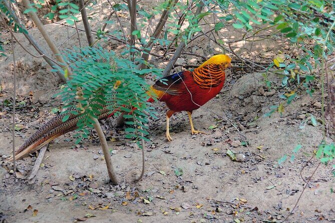 Colorful Species Of Birds - Who Should Consider This Tour?
