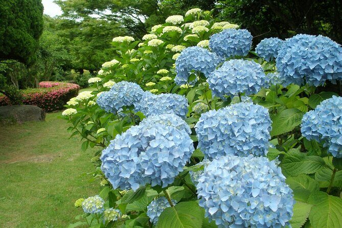 Colors of Japan, Fukuoka Nokonoshima Island Park & Wagyu BBQ - The Highlights of Nokonoshima Island Park