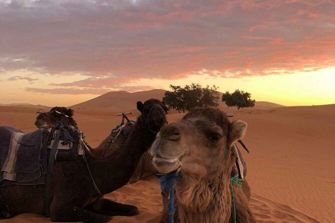 Combined Tour: Atlas Mountains Trek and Sahara Desert 5 days Tour - The Itinerary: A Day-by-Day Breakdown