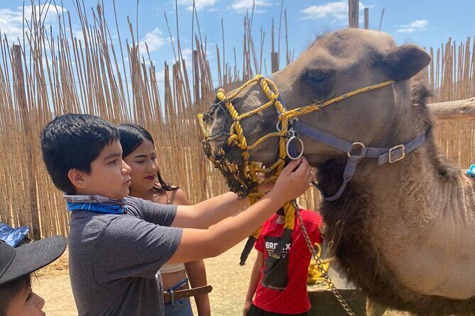 Combo Camelback Safari and ATV Ride Combo Tour Adventure - Discover the Combo Camelback Safari and ATV Ride in Cabo San Lucas