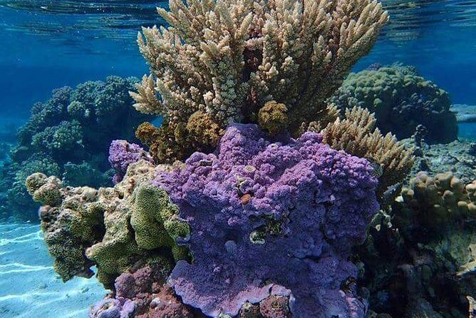 Combo Diving and Snorkeling Half-Day Tour - Why This Tour Stands Out