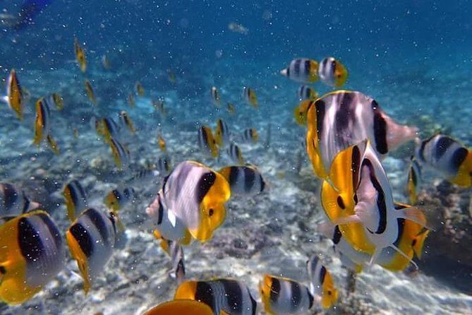 Combo Diving and Snorkeling Half-Day Tour - Who Will Love This Tour?