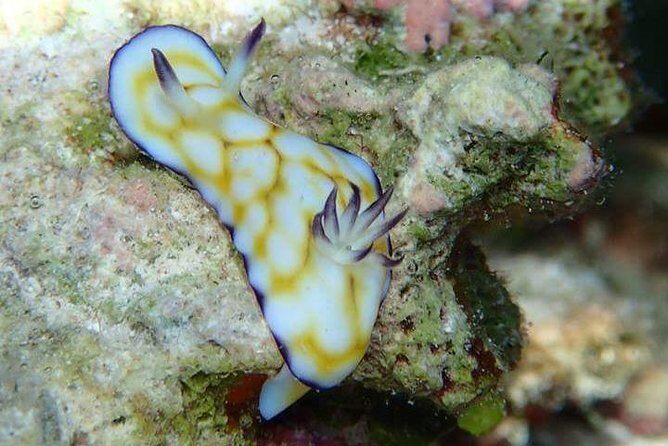 Combo Diving and Snorkeling Half-Day Tour - The Sum Up