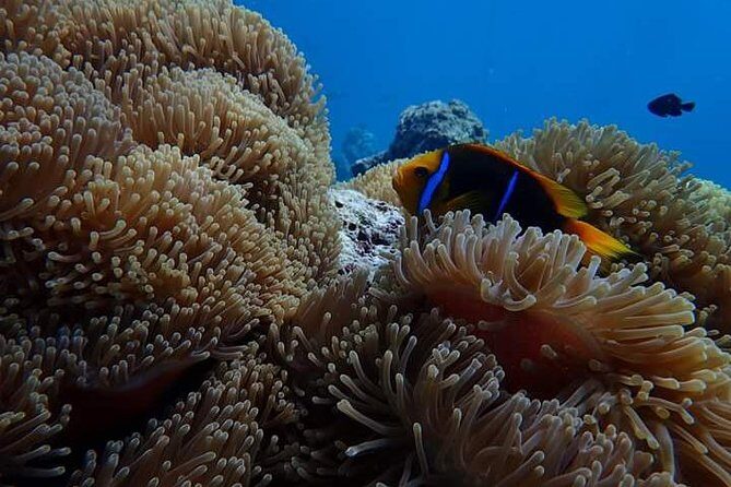 Combo Diving and Snorkeling Half-Day Tour - Frequently Asked Questions