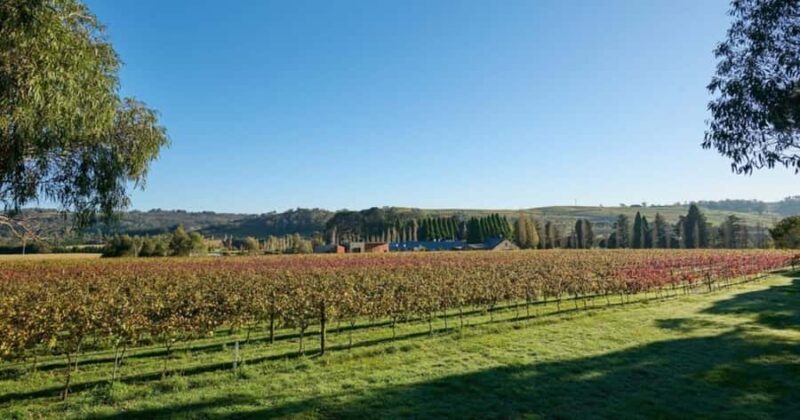 Combo: Hunter Valley Tour + Sydney Hop-on-Hop-off Bus Ticket - Final Thoughts