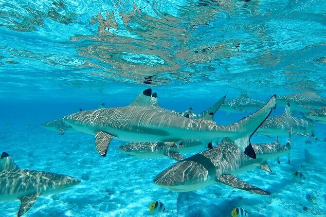Combo snorkeling + motu lunch + jet ski group tour full day - Frequently Asked Questions