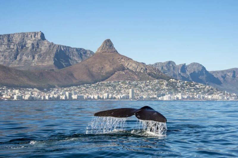Combo Tour: Marine Wildlife Cruise & Winelands - In-Depth Review of the Experience
