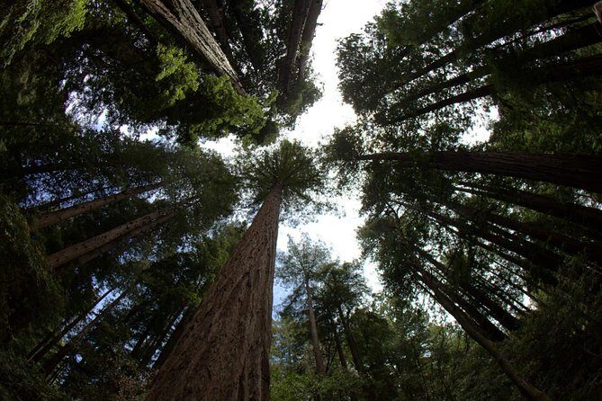Combo Tour: Muir Woods, Sausalito and Sonoma Wine Country Tour - An Overview of the Day