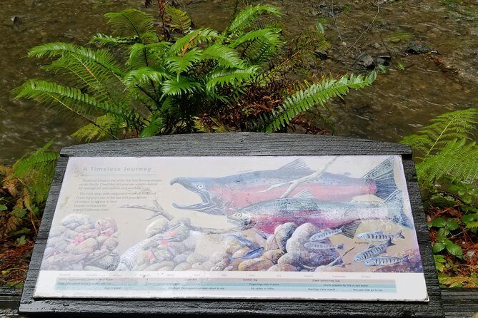 Combo Tour: Muir Woods, Sausalito and Sonoma Wine Country Tour - What to Expect from the Transportation and Group Size