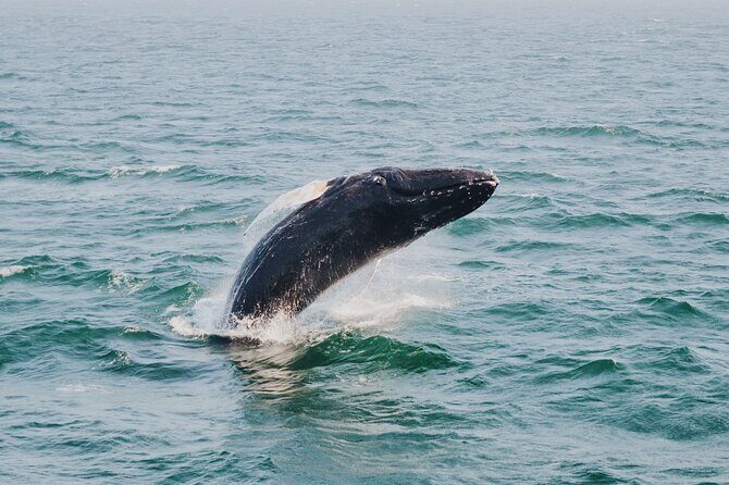 Combo Tour: Whale Watching, Shopping and Beach Time - Key Points