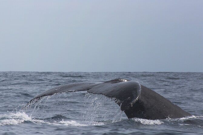 Combo Tour: Whale Watching, Shopping and Beach Time - Up Close with Cabo’s Iconic Rock Formations