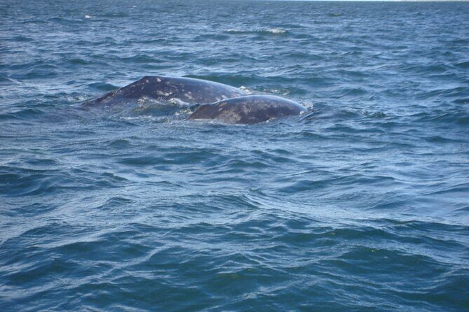 Combo Tour: Whale Watching, Shopping and Beach Time - Practical Tips for Participants