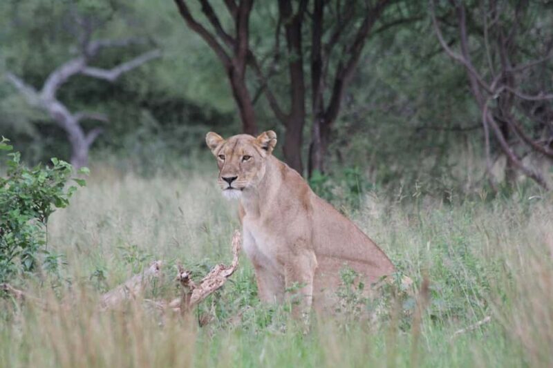 Comfortable day trip to Nyerere NP from Zanzibar by flight - A Practical and Exciting Day Trip from Zanzibar to Nyerere National Park