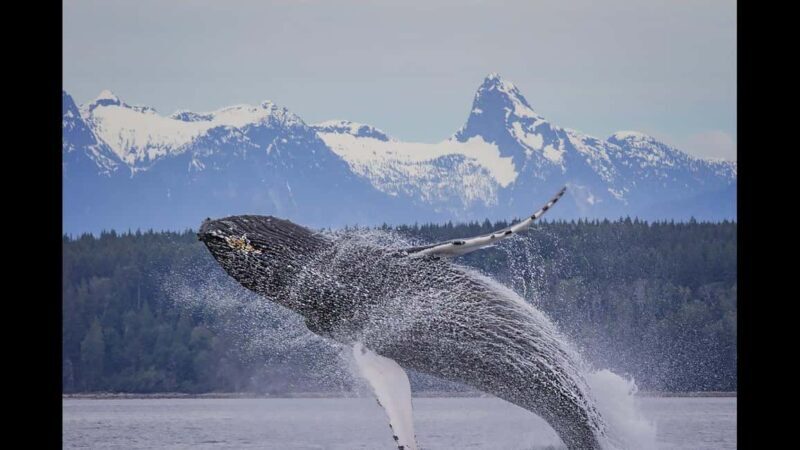 Comox: 4 Hour Whale and Wildlife Watching Tour - Key Points