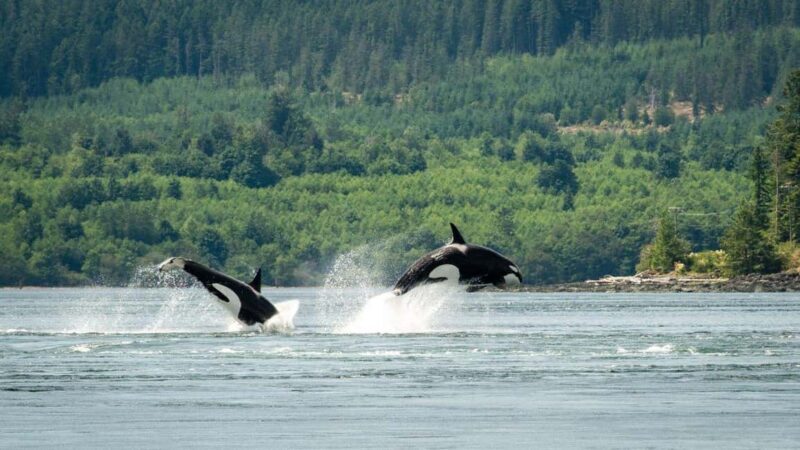 Comox: 4 Hour Whale and Wildlife Watching Tour - An In-Depth Look at the Tour